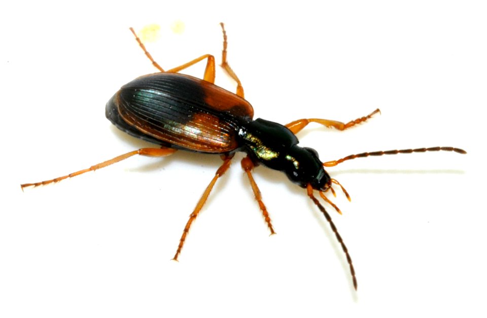Anchomenus-dorsalis-09-fws