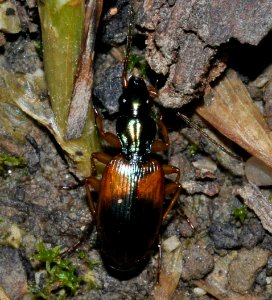 Anchomenus-dorsalis-04-fws