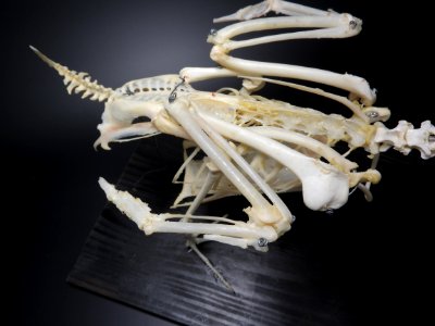 Anatidae (Anseriformes) anatomy - wings