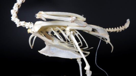 Anatidae (Anseriformes) anatomy - crista sterni, pygostyl, synsacrum
