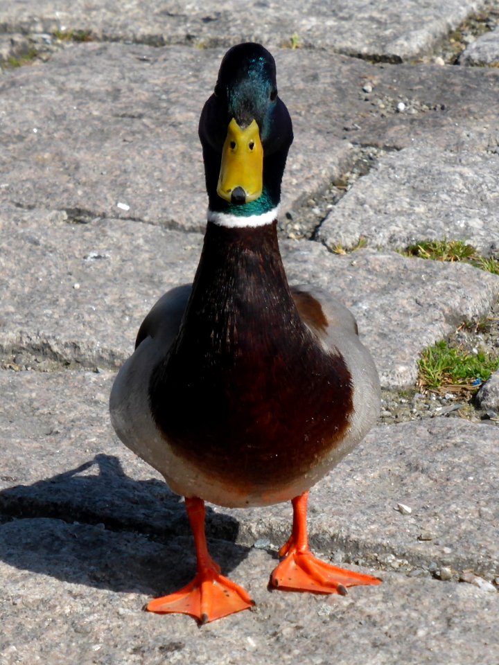 Anas-platyrhynchos-male-5