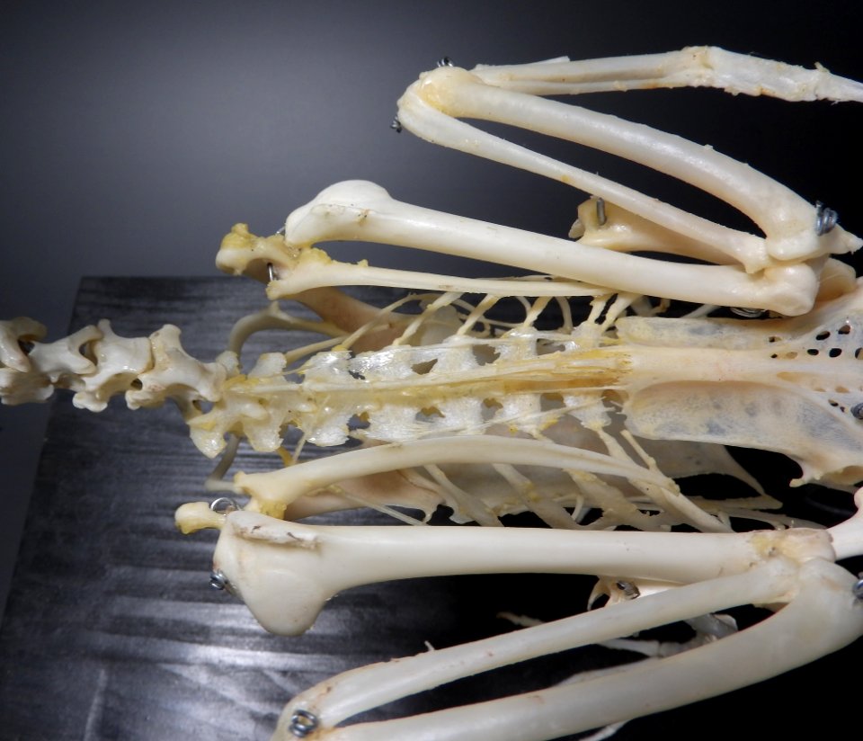 Anatidae (Anseriformes) anatomy - columna vertebralis, wings