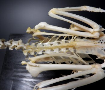 Anatidae (Anseriformes) anatomy - columna vertebralis, wings