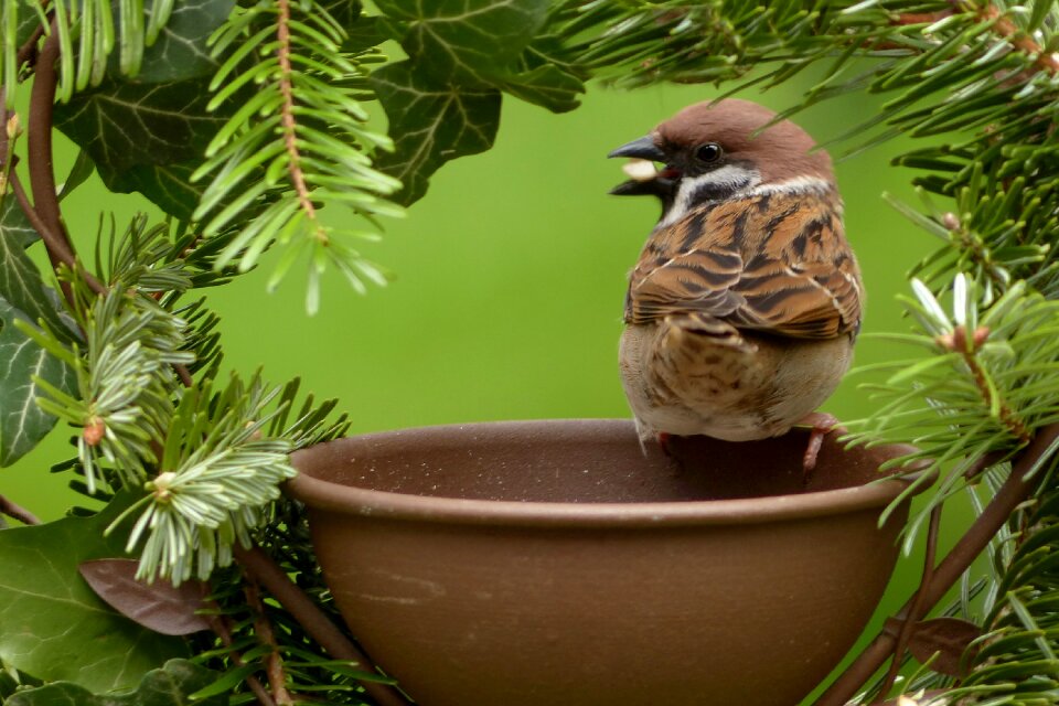 Bird garden foraging