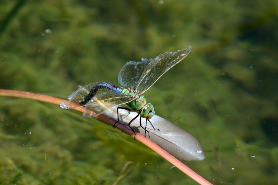 Anax imperator1