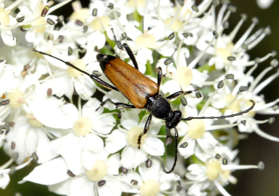 Anastrangalia-sanguinolenta-01-fws