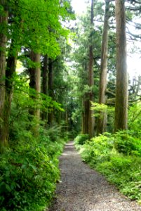 Ancient Cedar Avenue, Hakone old road - Hakone, Japan - DSC05938