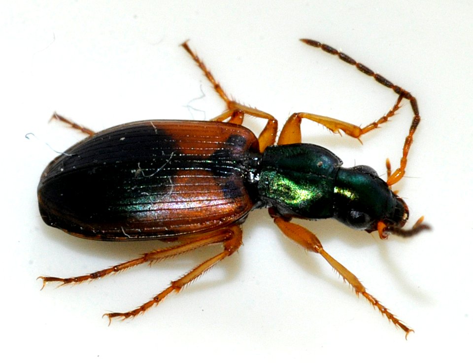 Anchomenus-dorsalis-18-fws