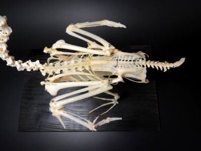 Anatidae (Anseriformes) anatomy - back, wings, pygostyl, synsacrum