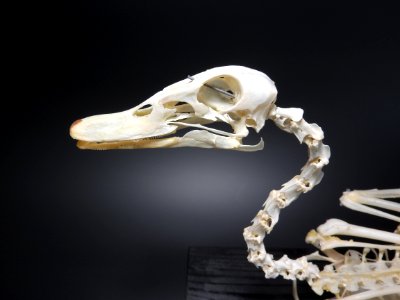 Anatidae (Anseriformes) anatomy - head, neck