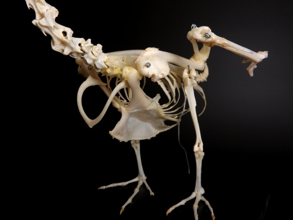 Anatidae (Anseriformes) anatomy - sternum, furcula