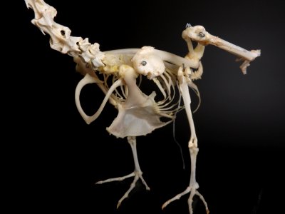 Anatidae (Anseriformes) anatomy - sternum, furcula