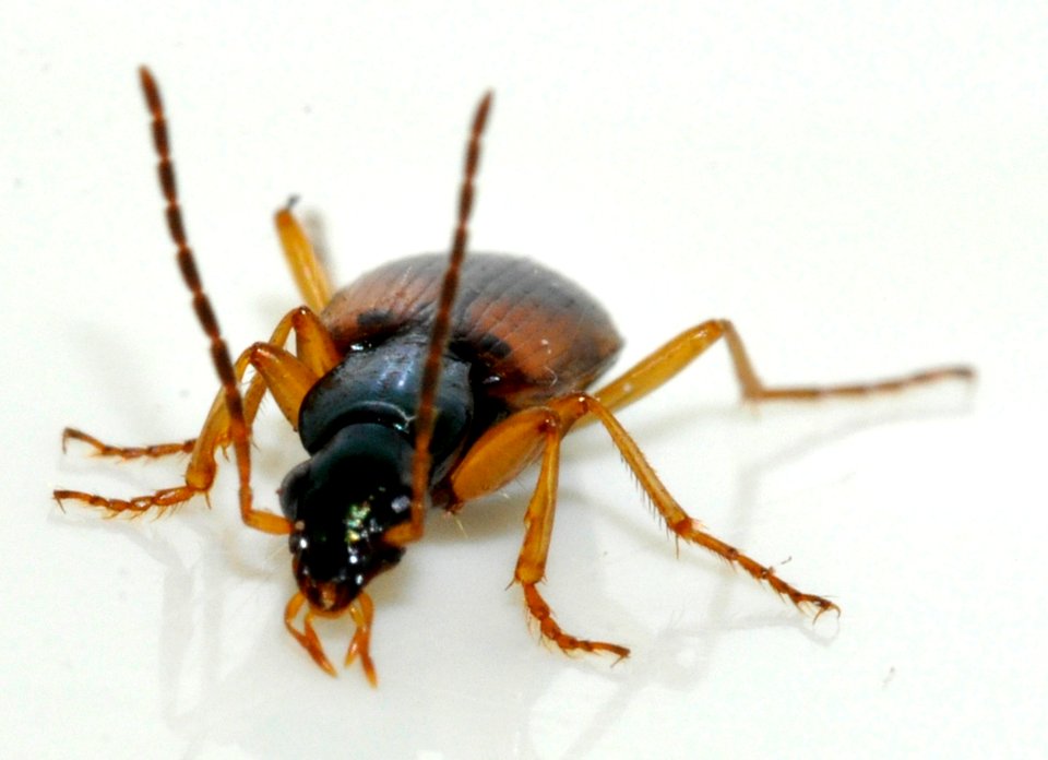 Anchomenus-dorsalis-17-fws