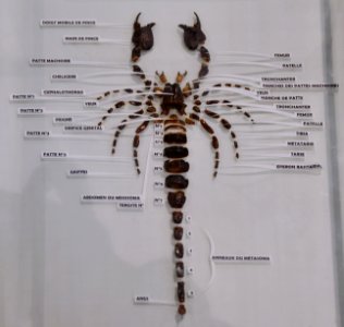 Anatomie du scorpion Pandinus imperator 07042016