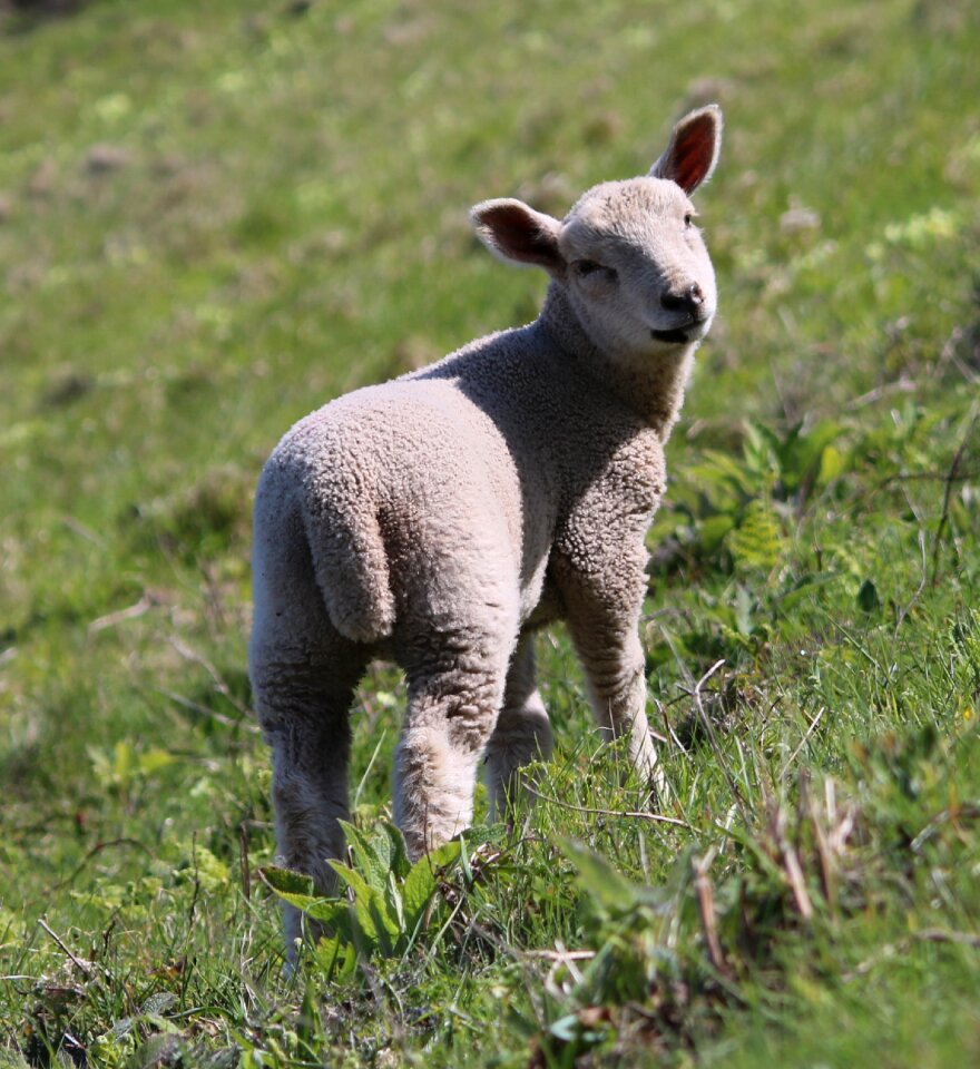 Farm agriculture wool