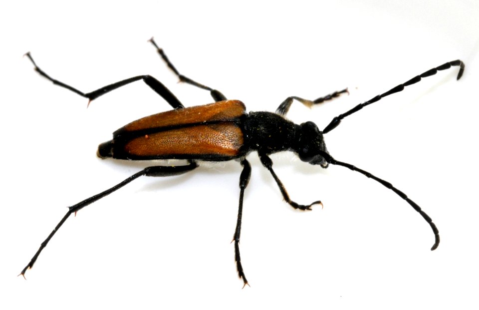 Anastrangalia-dubia-19-fws