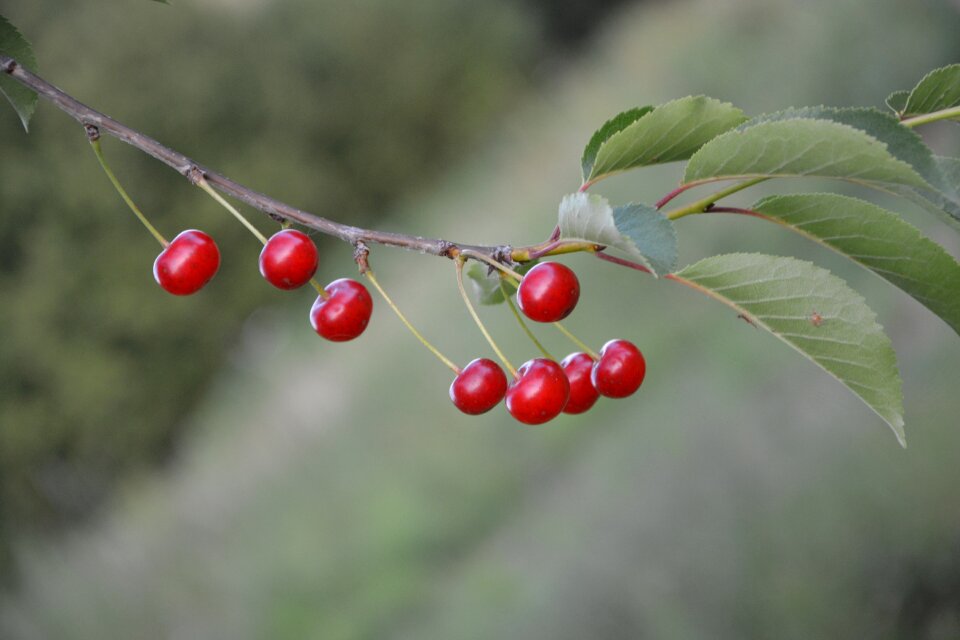 Cherry red fruits collection