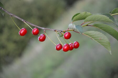 Cherry red fruits collection