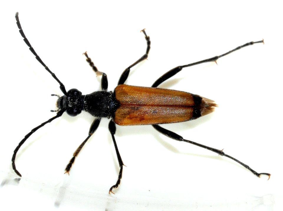 Anastrangalia-sanguinolenta-05-fws