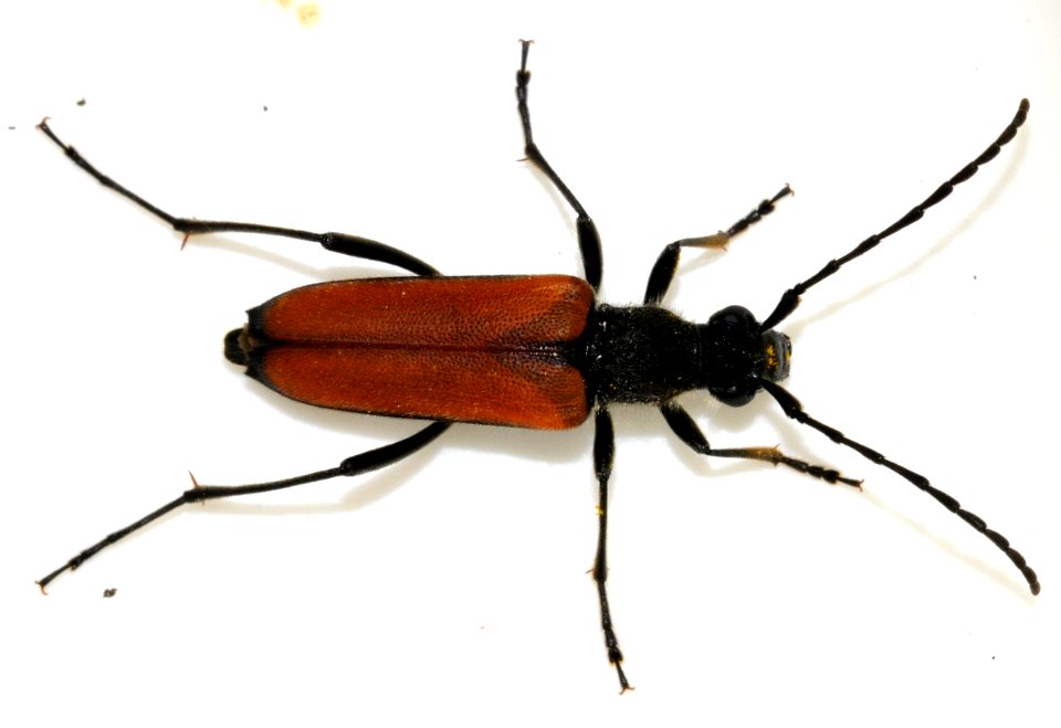 Anastrangalia-sanguinolenta-13-fws