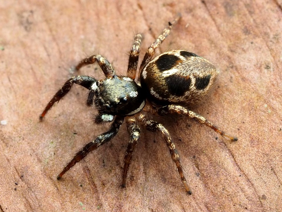 Anasaitis canosa 111727778