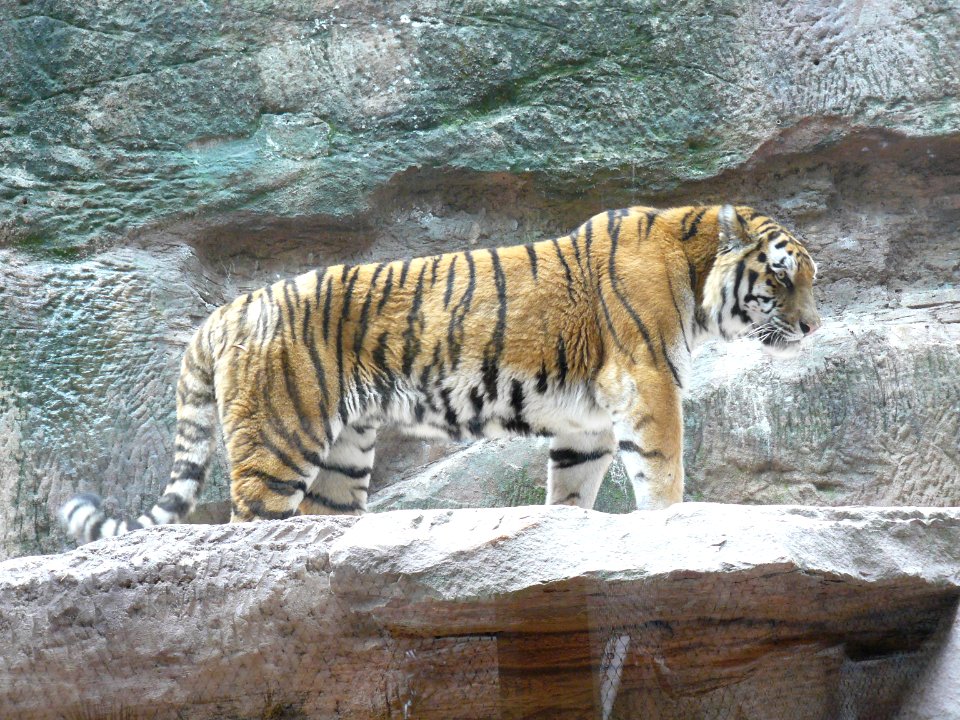Amurtiger Nürnberg