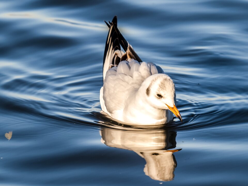 Water nature bird