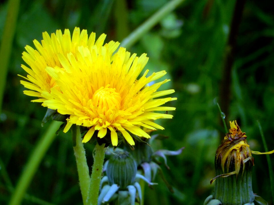 Close up yellow flower yellow