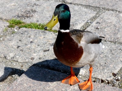 Anas-platyrhynchos-male-1 photo