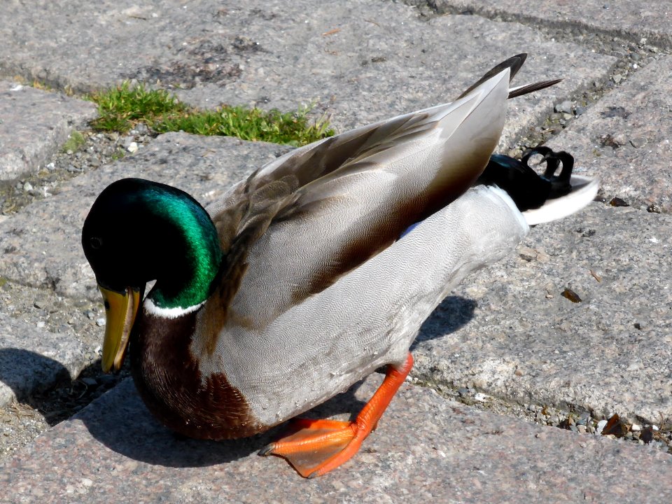 Anas-platyrhynchos-male-3