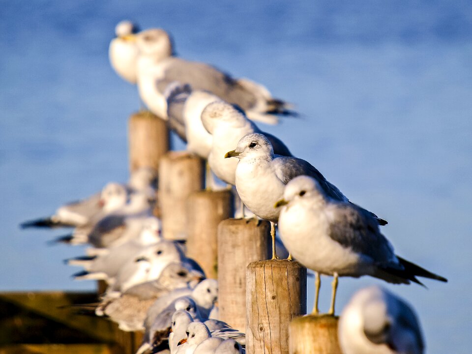 Bird nature animal photo