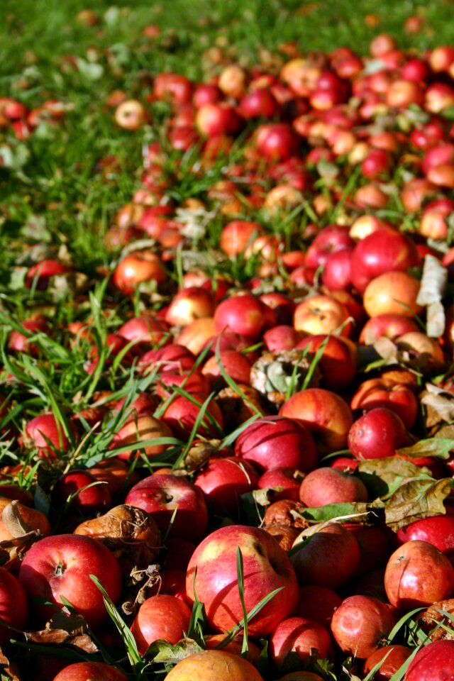 Autumn red apple fruit