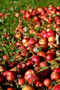 Autumn red apple fruit photo