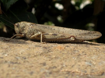 Anacridium aegyptium (Egyptian Locust), Skala Kalloni, Lesbos, Greece
