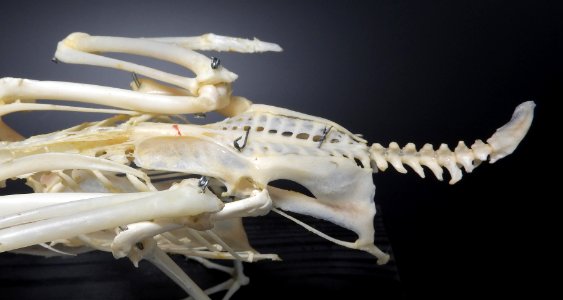 Anatidae (Anseriformes) anatomy - pelvis, pygostyl, synsacrum