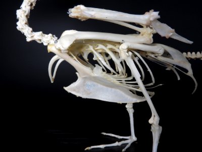 Anatidae (Anseriformes) anatomy - crista sterni, furcula