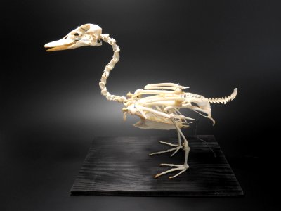 Anatidae (Anseriformes) anatomy - skeleton