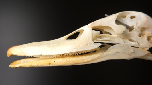 Anatidae - beak detail