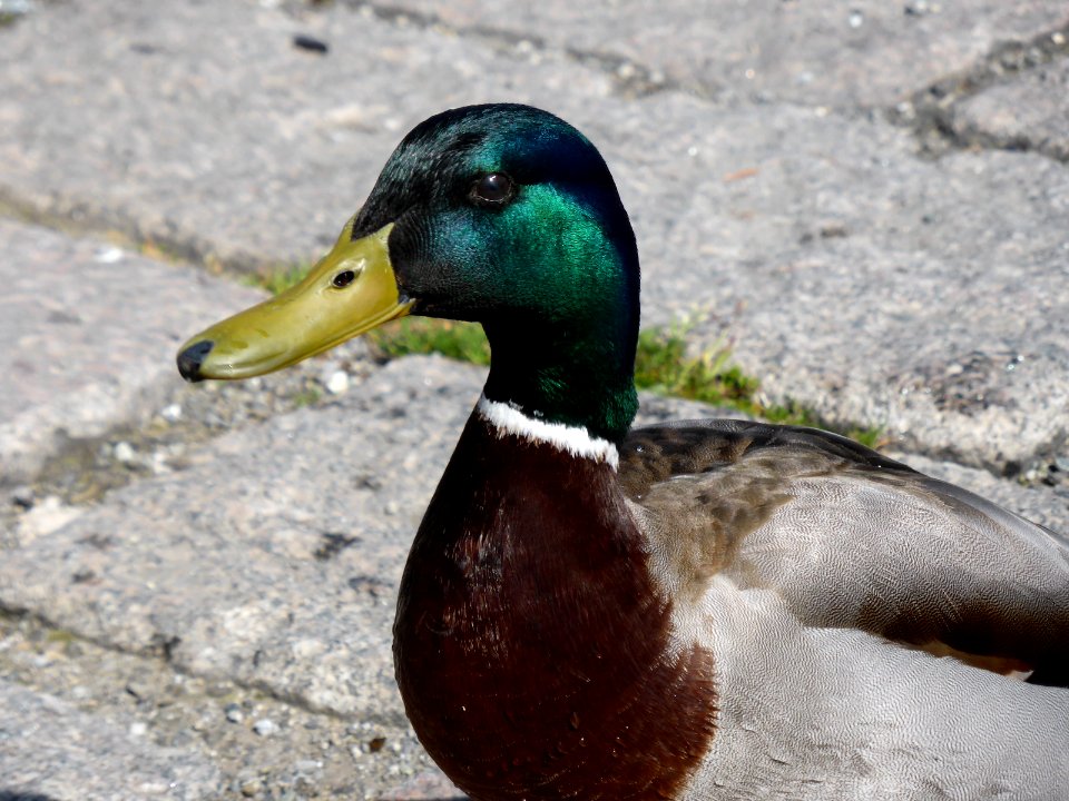 Anas-platyrhynchos-male-4