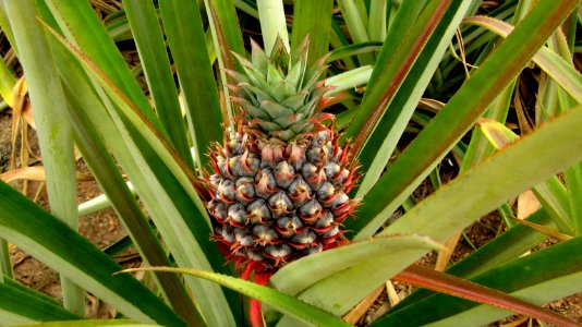 Ananas 02