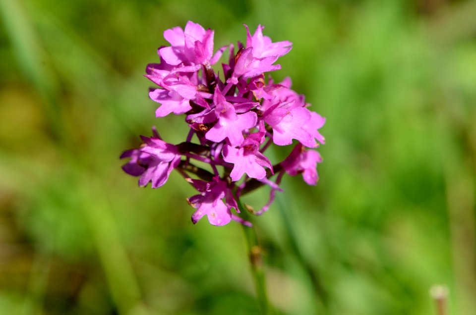 Anacamptis pyramidalis10