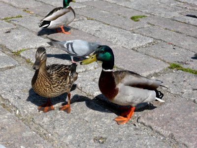 Anas-platyrhynchos-male-and-female-3