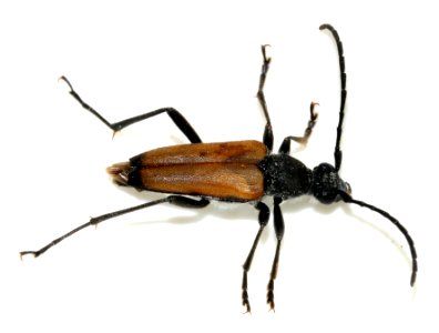 Anastrangalia-sanguinolenta-06-fws