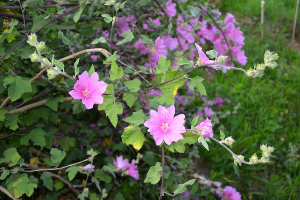 Nature botany petals