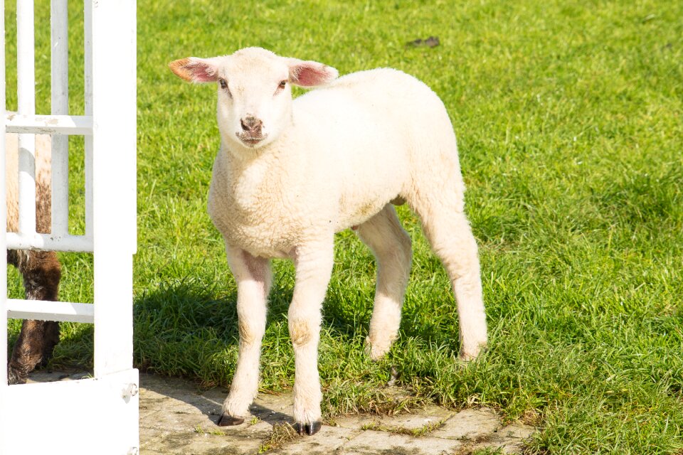 Schäfchen white sheep