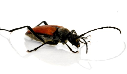 Anastrangalia-sanguinolenta-10-fws