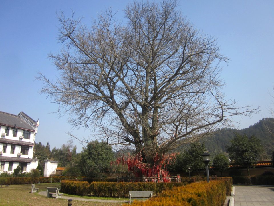 An old ginkgo tree in Miyin Temple, 12 February 2018