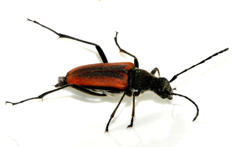 Anastrangalia-dubia-14-fws