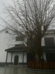 An old ginkgo tree in Fuyan Temple (Hunan)