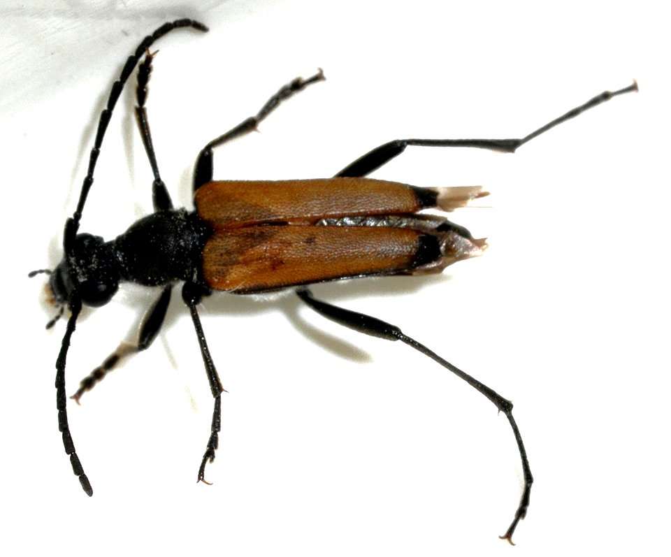 Anastrangalia-sanguinolenta-07-fws